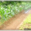 외할머니민박 이미지