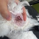 메모르드몽 이미지