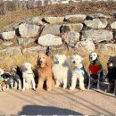 굿데이독 케어센터 이미지