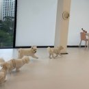 머뭄 애견유치원 이미지