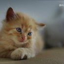 펫동물병원 이미지