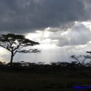 세렝게티 이미지