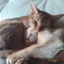 냥냥쌀롱 이미지