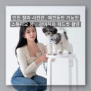 위드플레이스 - 화성시 동탄첨단산업1로 51-9 | 인천 청라 사진관, 애견동반 가능한 스튜디오 뭉 - 강아지와 위드컷 촬영 후기