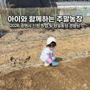 정자농장 | 아이와 함께하는 주말농장 2026 광명시 신청 방법 및 밤일농장 경험담