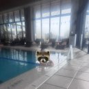 호텔3월 | 제주 파르나스 호텔 | 가격·추위·한줄평 | 3월 수영장 내돈내산 후기