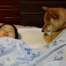 우리집고양이