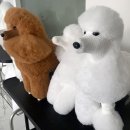 당진애견미용학원
