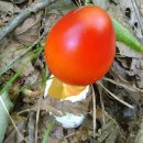 무등산버섯 이미지