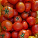 GAP인증 유럽종완숙토마토 비품15000원 판매합니다 이미지