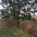 농업회사법인 주식회사 목향허니비 이미지