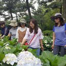 "휴애리서 수국의 향연 만끽하세요" 이미지