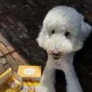 마스코타 펫 | 가방에 쏙! 휴대용 마스코타 미니 펫티슈 후기