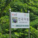 선곡다원