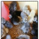 원농장1 이미지