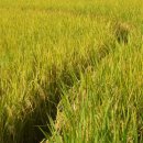 농업회사법인(주)늘그린 이미지