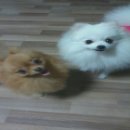 멍멍클럽 이미지