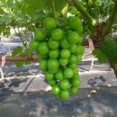 중간말농장 이미지