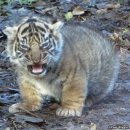 으르렁대 이미지