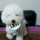 스누스PC방 | (스누스코리아부산)여자담배 추천! 담배냄새 없는 스누스코리아 스누스~^^