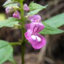 심원사 입구 이미지