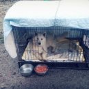 아지사랑 이미지