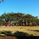 파주로 은행나무길 이미지