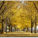 곡교천 은행나무길 이미지