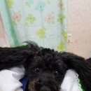 강생이천국 이미지