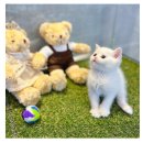 도그마루 강아지 고양이 동탄점 이미지