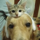 도도한강아지 이미지