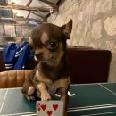 매콤돈가스 이미지