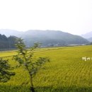 메밀꽃이피었습니다 이미지