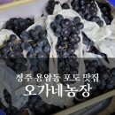 오가네농장 | 청주 용암동 포도 맛집 오가네 농장 내돈내산 구매후기