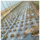 전평원 참한고기 이미지