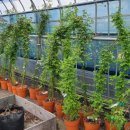 장미농장 이미지