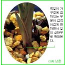 한국춘란(韓國春蘭) 및 난과 식물에 발생하는 해충(害蟲)과 방제2/총채벌레-2 이미지