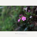 제주 올레길 1-1코스 이미지