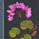 무창기계 앞 녹지지역 | [대구·경북의 명목을 찾아서 11] 문경 주암정(舟巖亭) 박태기나무 (2025. 6.13.)