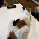 오몬드 이미지