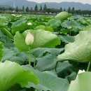 연꽃세상 이미지