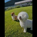 맑은오늘 애견유치원&호텔 네이버블로그