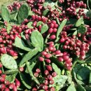 해송농장 이미지