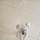 낭만그루밍 이미지