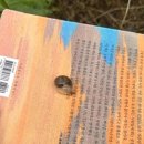 푸른푸릇 이미지