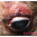 이리온 동물병원 병점점 네이버블로그