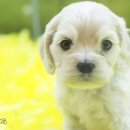 스타일독 이미지