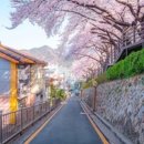 온천천시민공원 동백 이미지