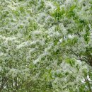 백곡천3 이미지