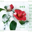 동백 이미지